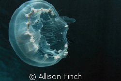 This moon jellyfish was swimming in the moonlight. How ap... by Allison Finch 